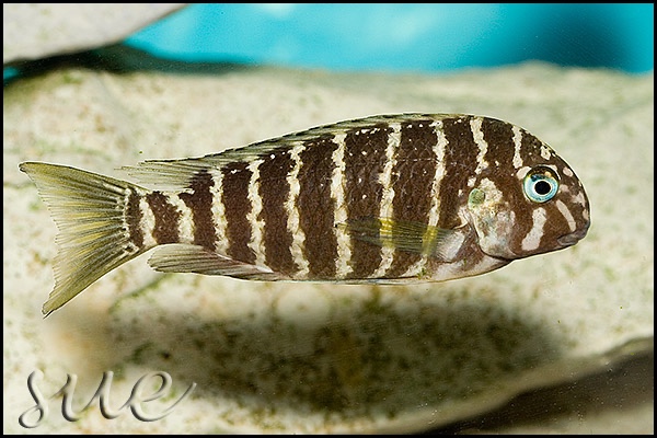 Tropheus polli 'Kekese'